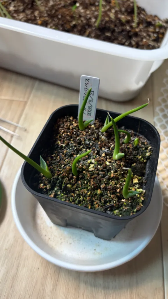 アガベ グラシリペス Agave x gracilipes