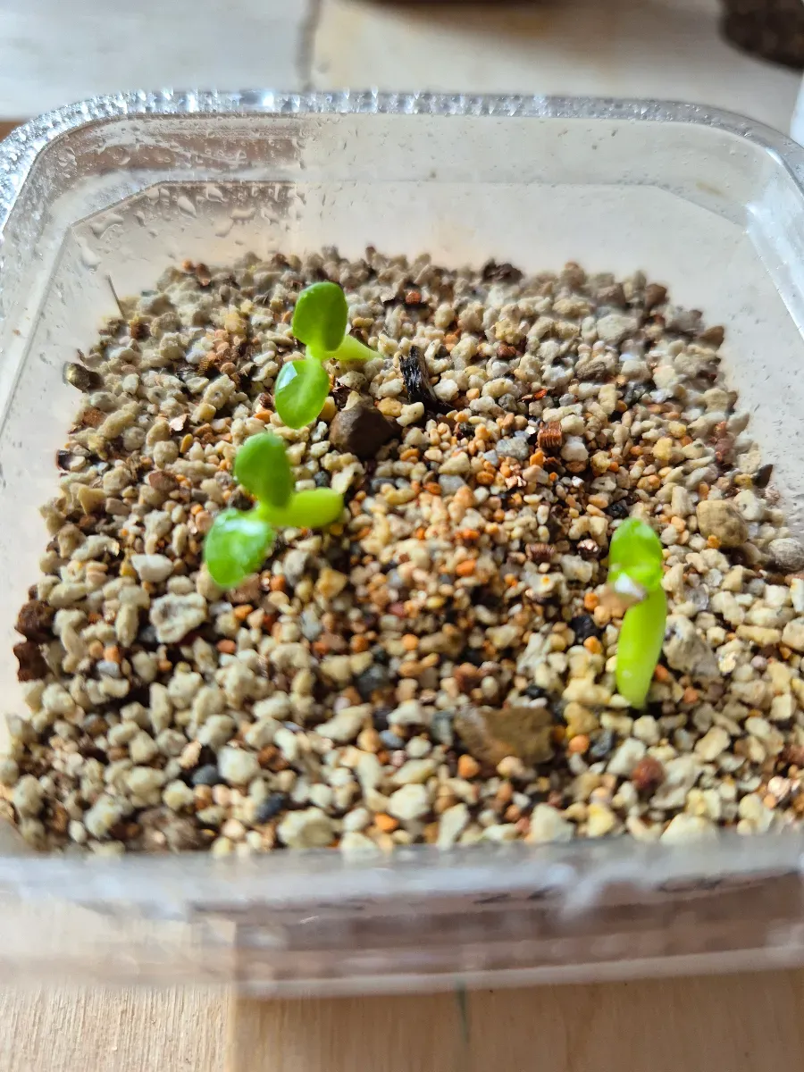 Pachypodium bispinosum (パキポディウム ビスピノーサム)