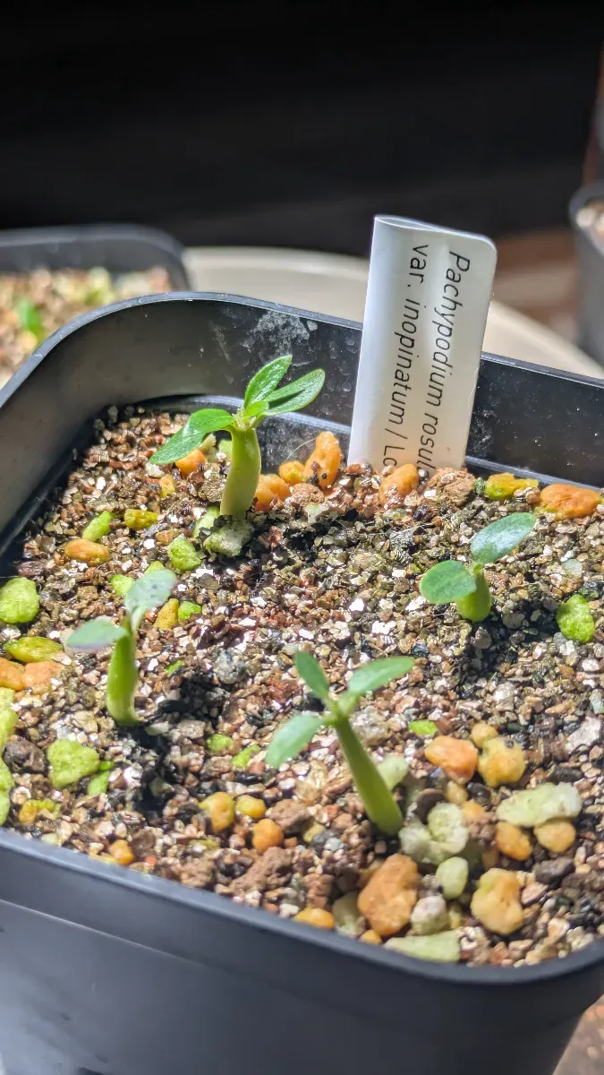 Pachypodium rosulatum var. inopinatum ([プレゼント種子 3月22日まで] パキポディウム イノピナツム)