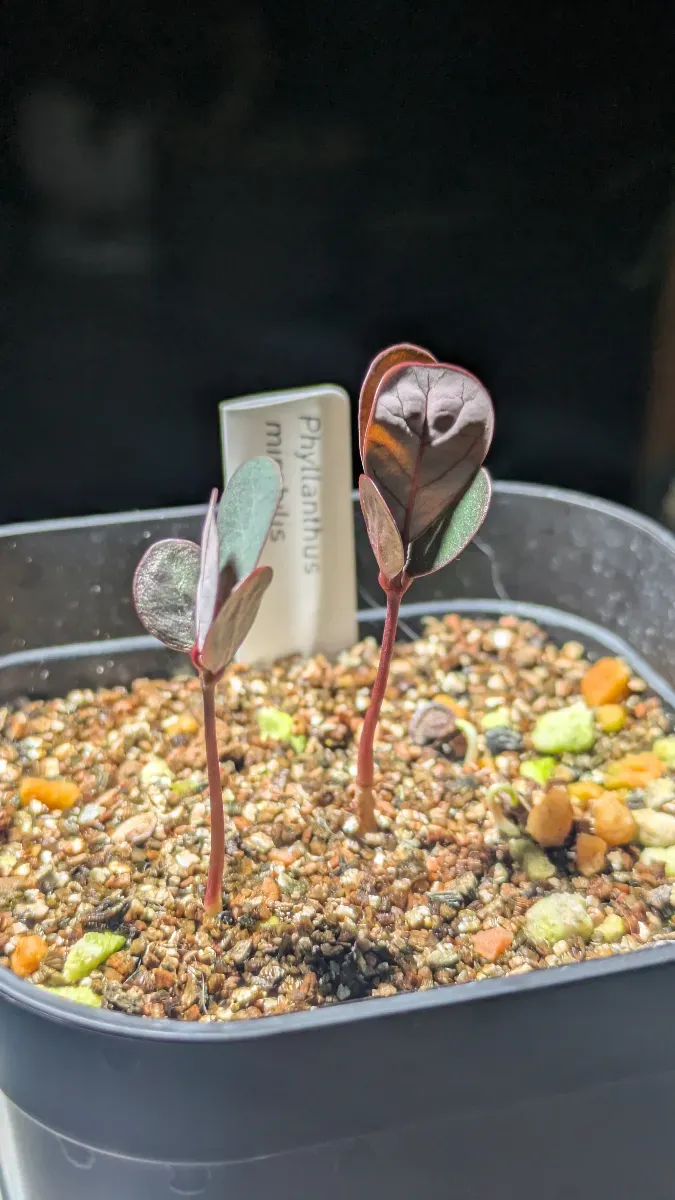 Phyllanthus mirabilis (フィランサス ミラビリス)