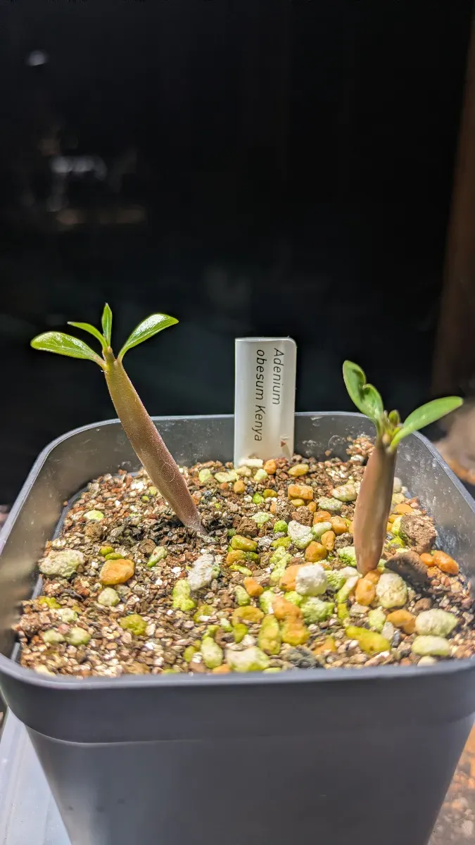 Adenium obesum Kenya (アデニウム オベスム ケニア)