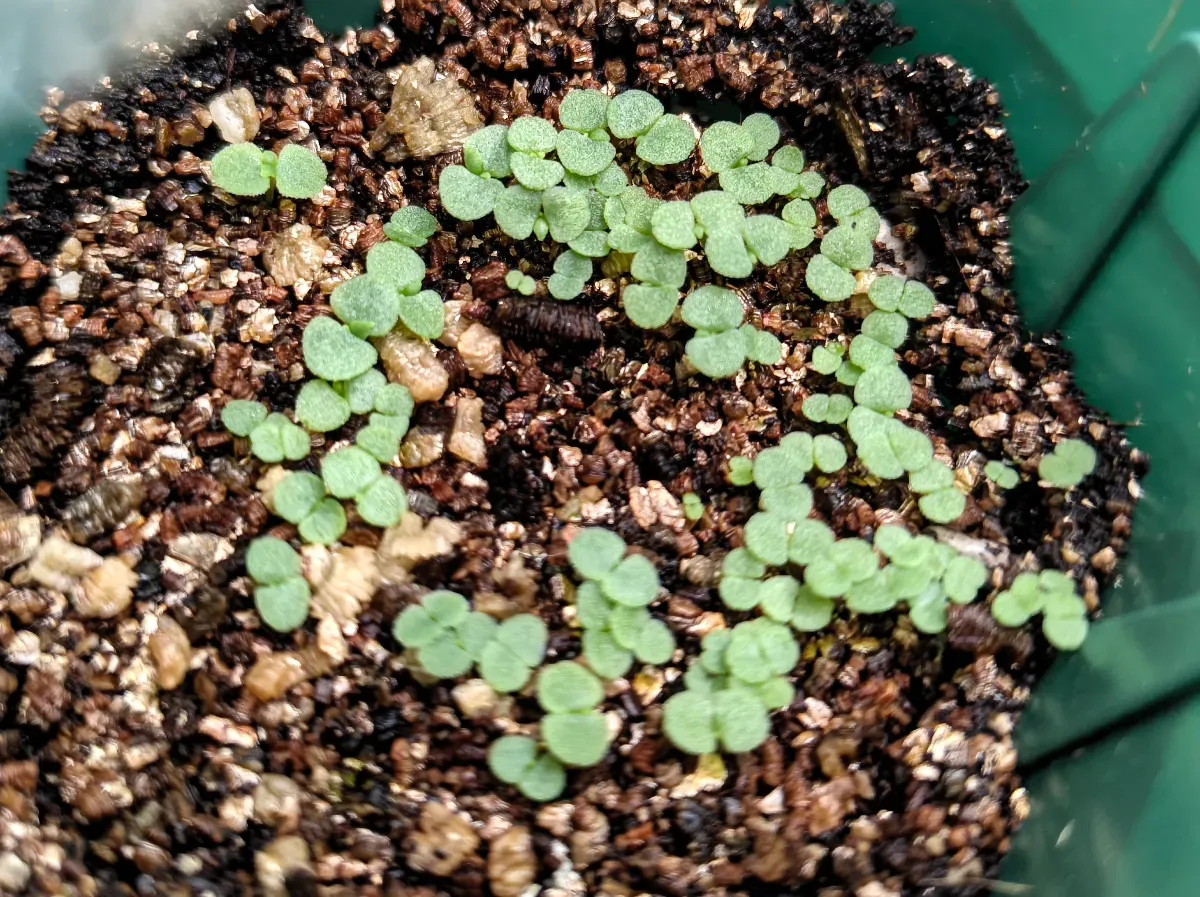 かなり発芽率良いです