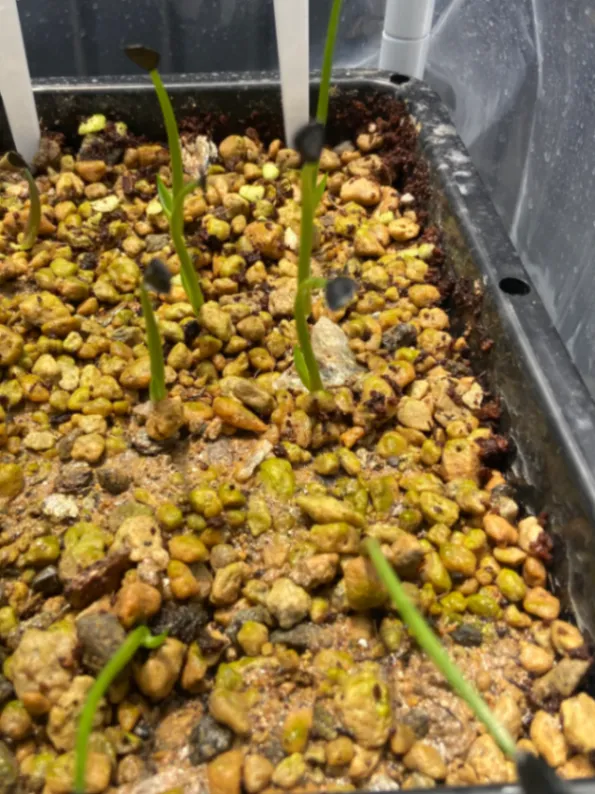 Agave parryi var. truncata (アガベ パリー トランカータ)