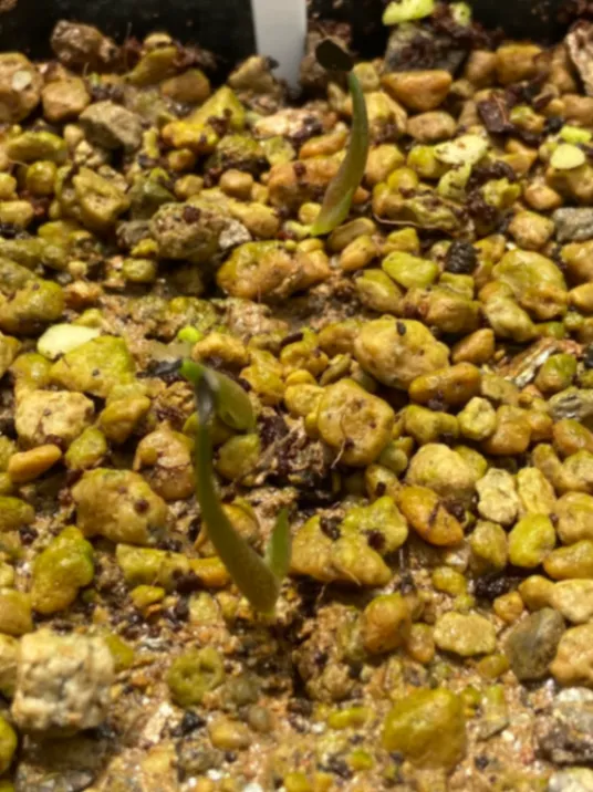 Agave kerchovei (アガベ ケルチョベイ)