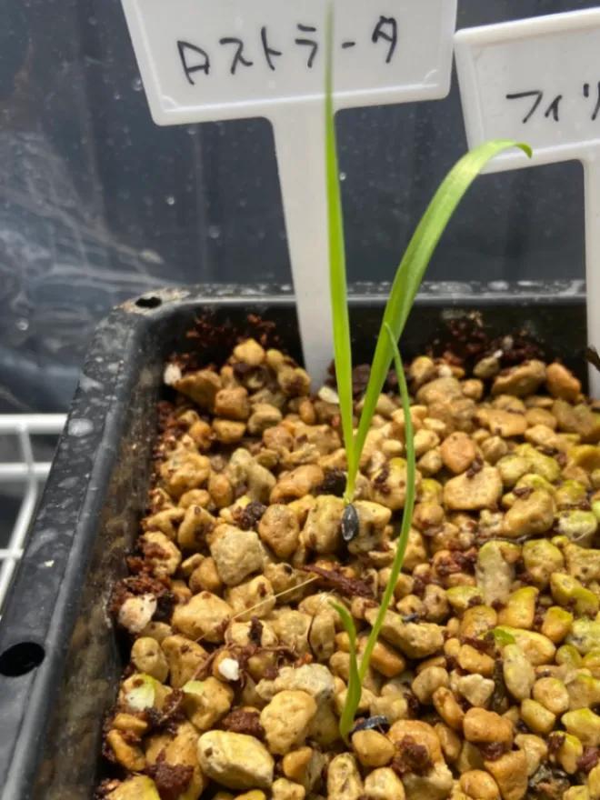 Yucca rostrata (ユッカ ロストラータ)