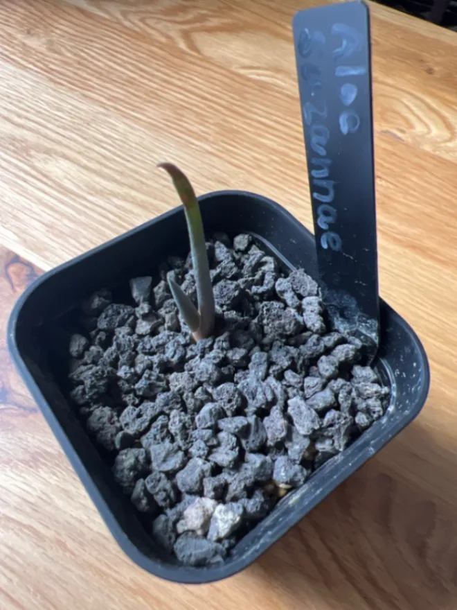 Aloe suzannae (アロエ スザンナエ)