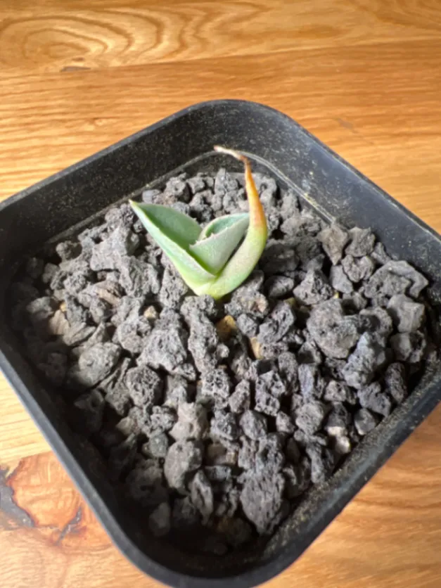 Agave parryi ssp. parryi ([少量追加:タネの日プレゼント] アガベ パリー)