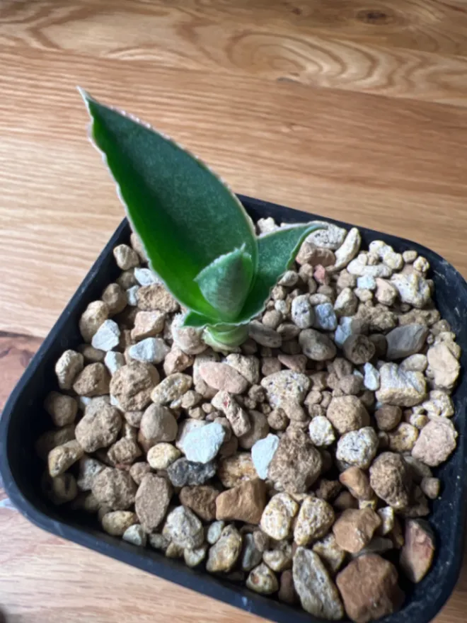 Sansevieria aethiopica (サンセベリア エチオピカ)