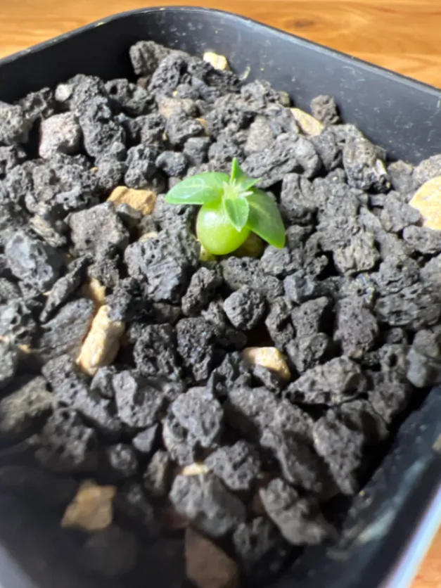 Pachypodium enigmaticum (パキポディウム エニグマチカム)