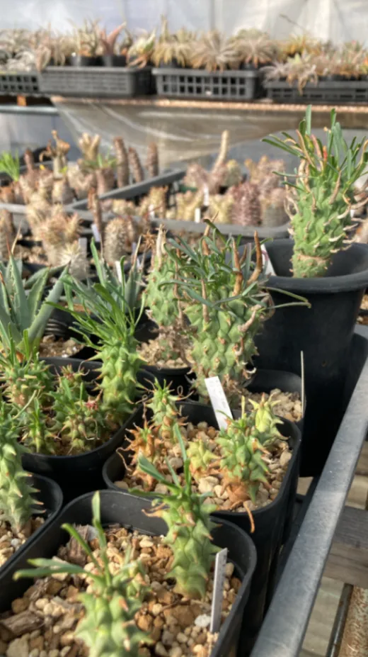 Euphorbia schoenlandii (ユーフォルビア スコエンランディ 闘牛角)