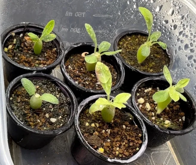 Pachypodium rosulatum var. gracilius Lot. (パキポディウム グラキリス)