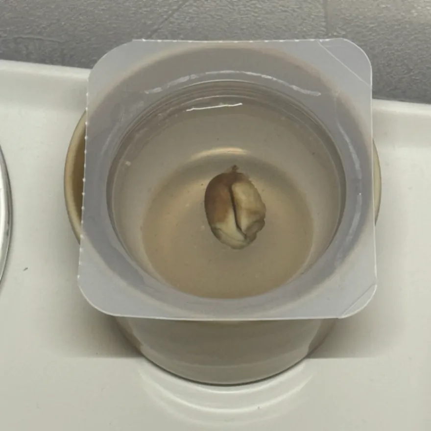 Adansonia suarezensis (アダンソニア（バオバブ）スアレゼンシス)