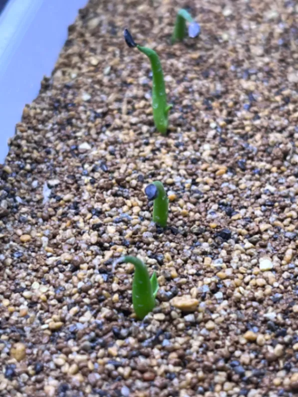 Agave utahensis var. eborispina (アガベ エボリスピナ)