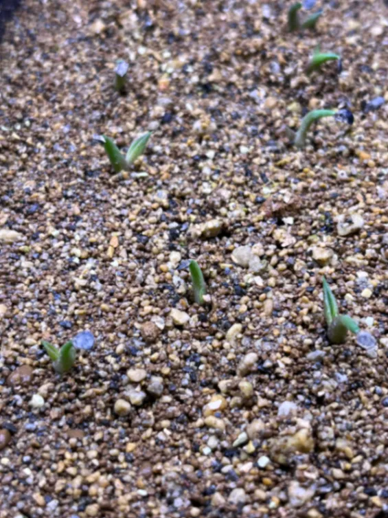Agave titanota Blue Lot. (アガベ チタノタブルー)