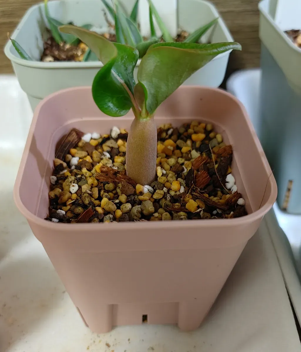 Adenium Thai socotranum  Golden Coral (アデニウム ゴールデンコーラル)