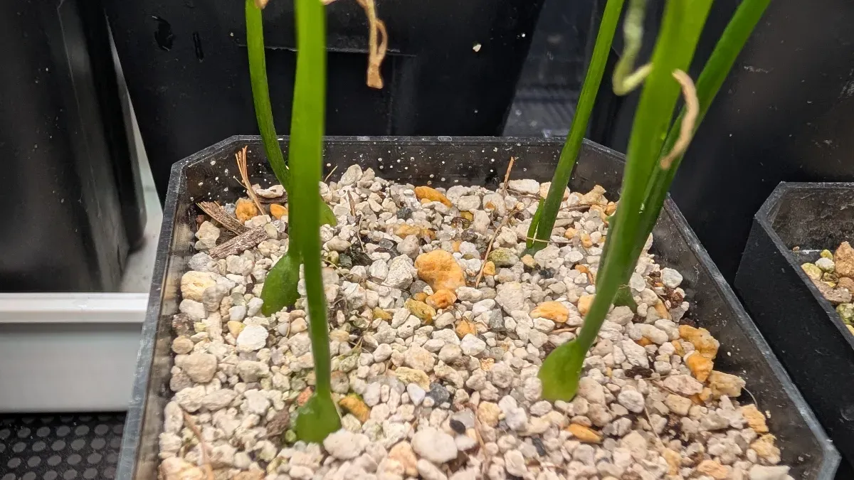 Bowiea volubilis (ボウィエア ボルビリス 蒼角殿)