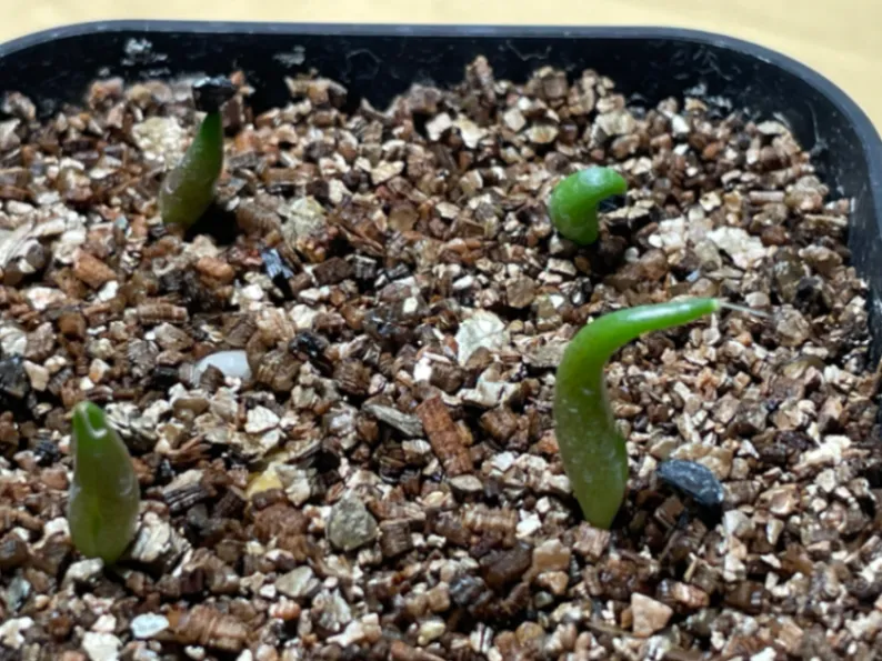 アガベ オテロイ Agave oteroi Lot.2026JUN