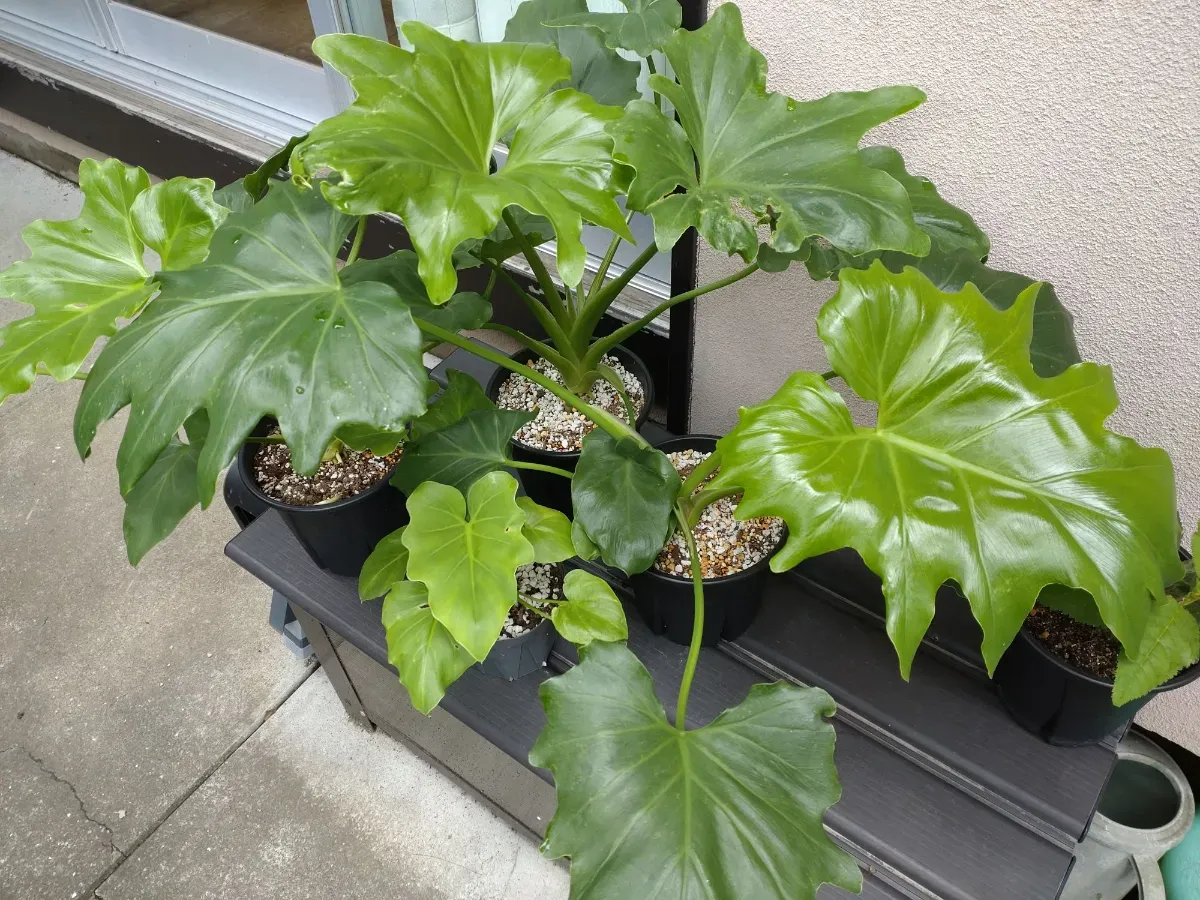 Philodendron selloum (フィロデンドロン セロウム)