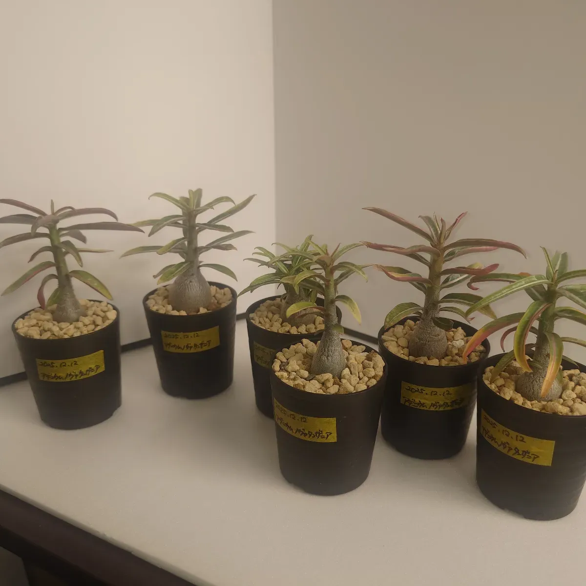 Adenium somalense  Nova Tanzania (アデニウム ノヴァ タンザニア)