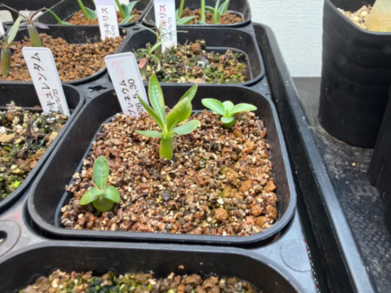 Pachypodium rosulatum var. eburneum (パキポディウム エブレネウム)