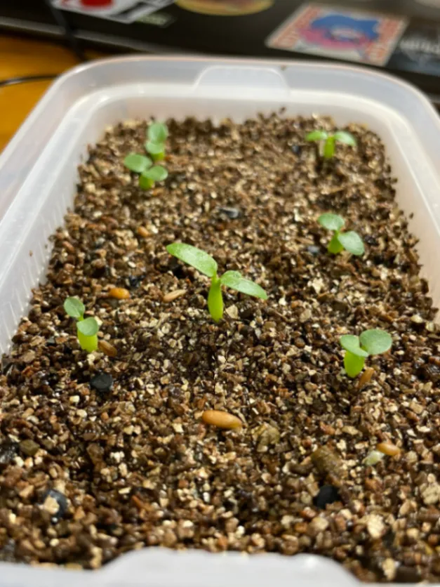 Pachypodium rosulatum var. gracilius Lot. (パキポディウム グラキリス)
