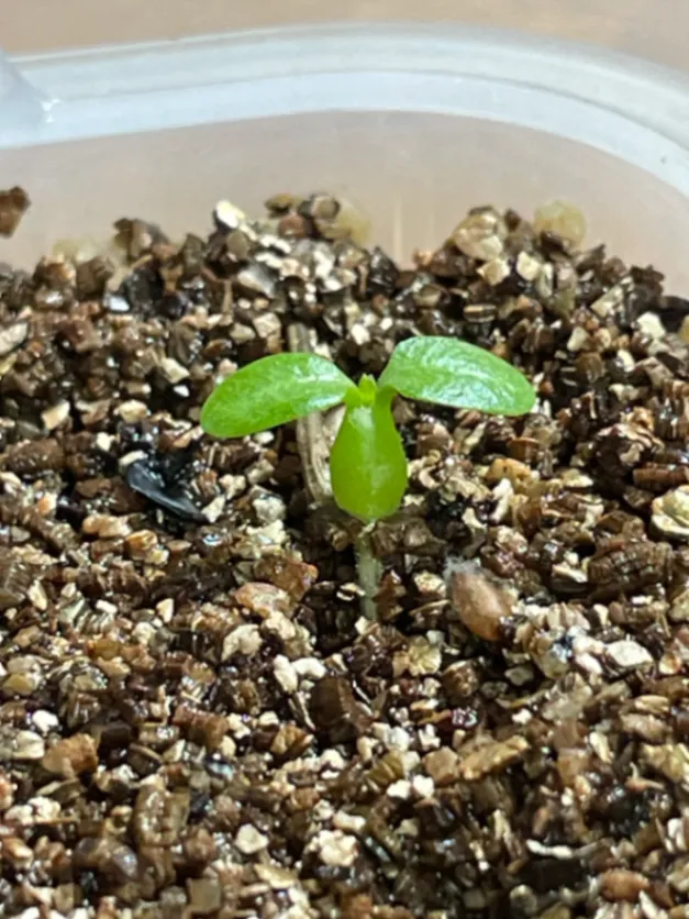 Pachypodium brevicaule ssp. brevicaule (パキポディウム ブレビカウレ 小粒)