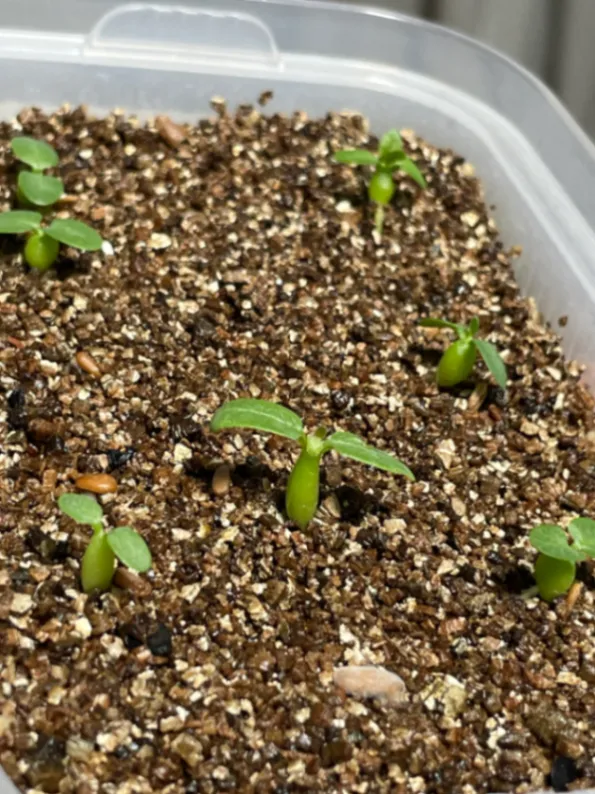 Pachypodium brevicaule ssp. brevicaule (パキポディウム ブレビカウレ 小粒)