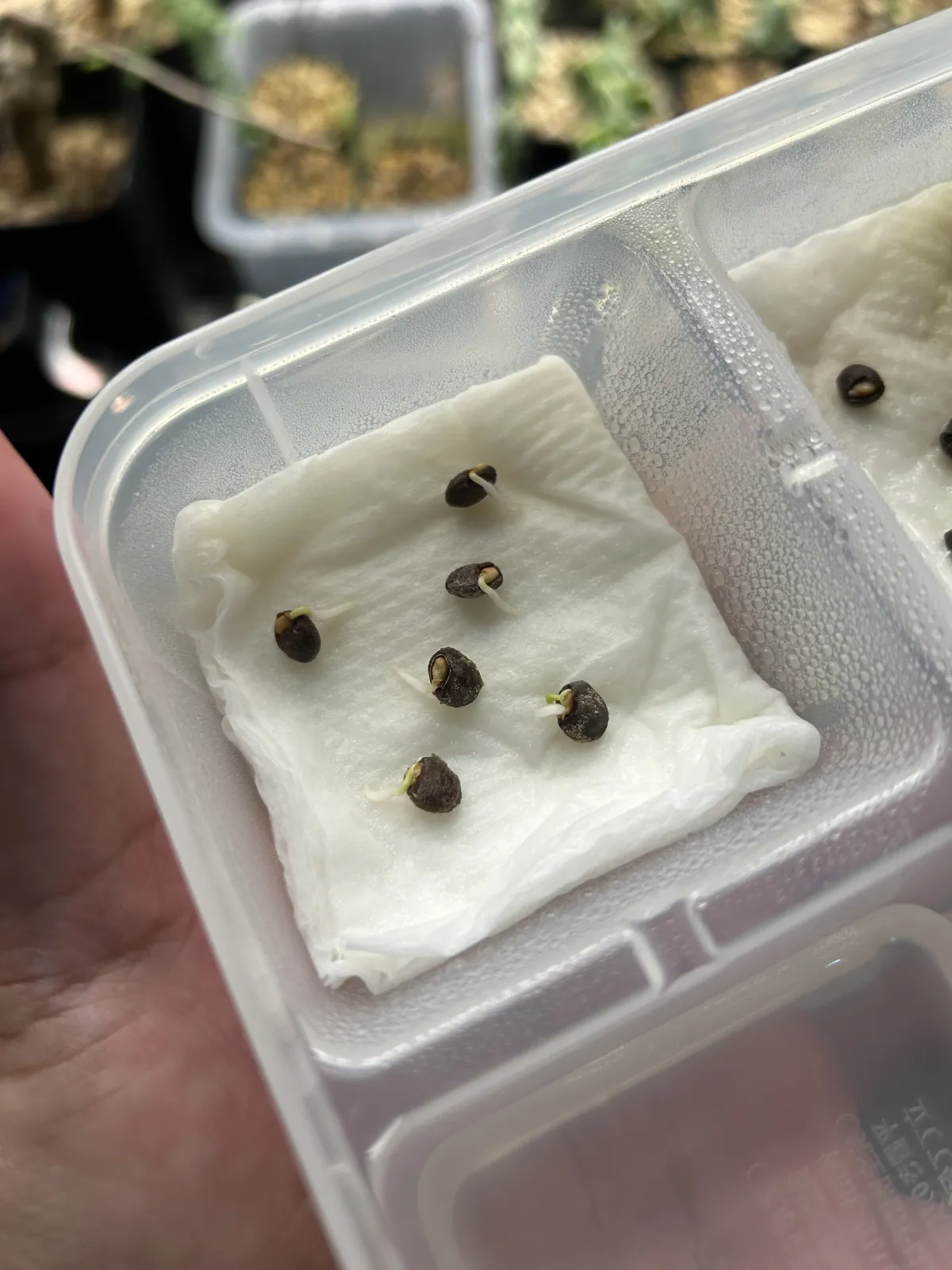 Operculicarya decaryi (オペルクリカリア デカリー)