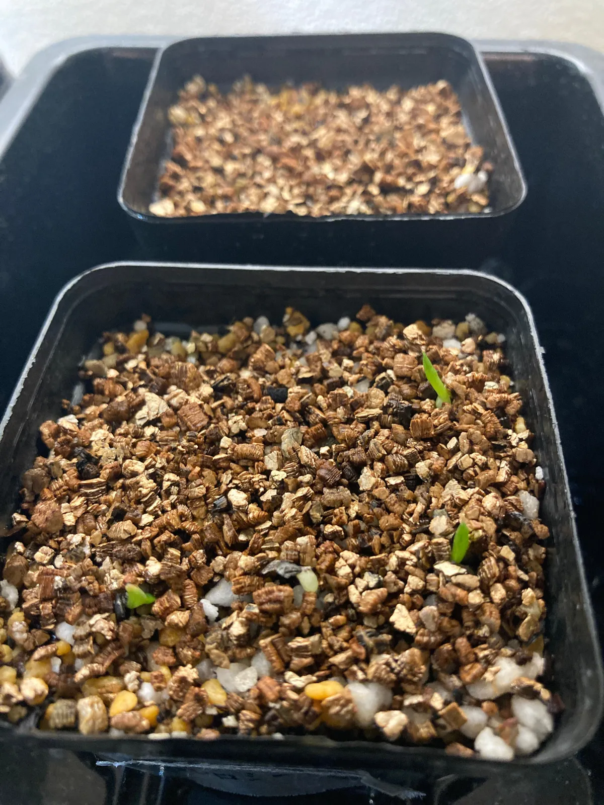 Aloe marlothii subsp. marlothii (アロエ マルロシー)