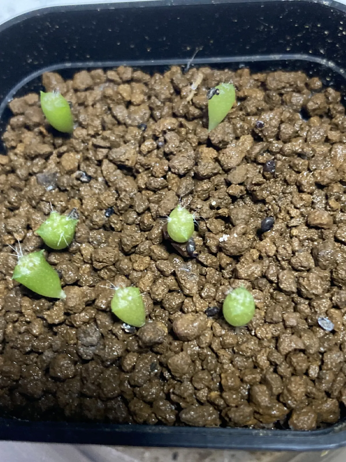 Ferocactus robustus (フェロカクタス ロブスタス)