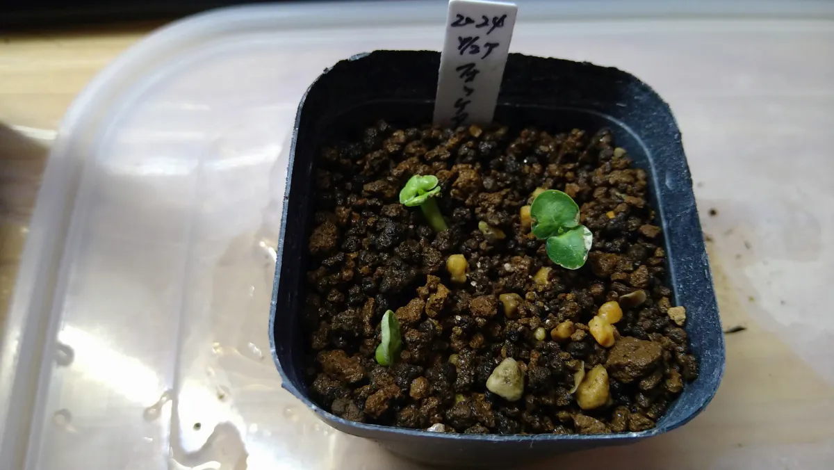 Fockea edulis (フォッケア 火星人)