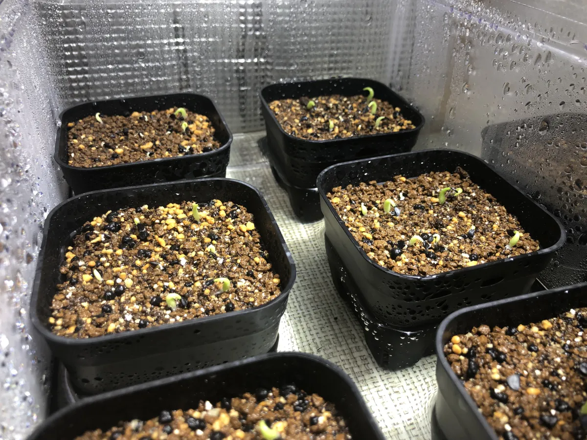 Agave oteroi (アガベ オテロイ)