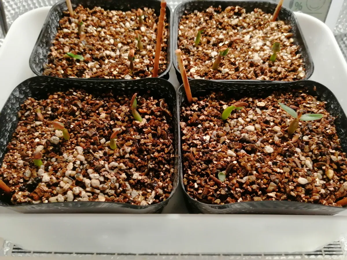 Pachypodium rosulatum ssp. cactipes (パキポディウム カクチペス)