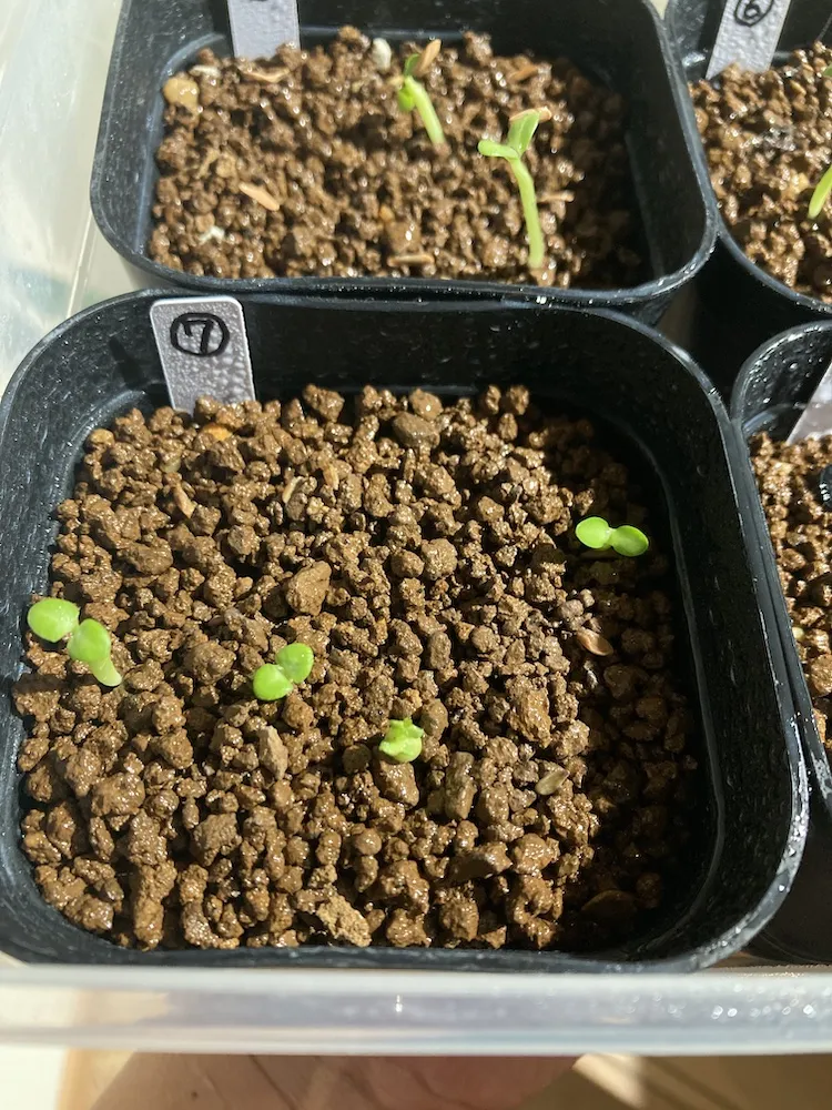 Pachypodium bispinosum (パキポディウム ビスピノーサム)