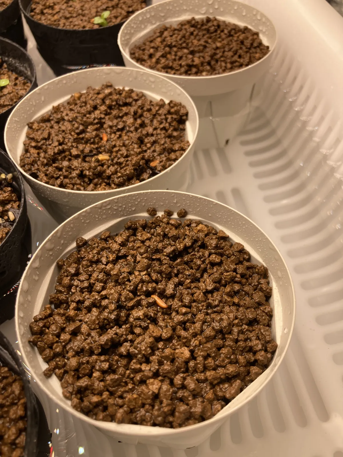 Pachypodium rosulatum var. gracilius (パキポディウム グラキリス)