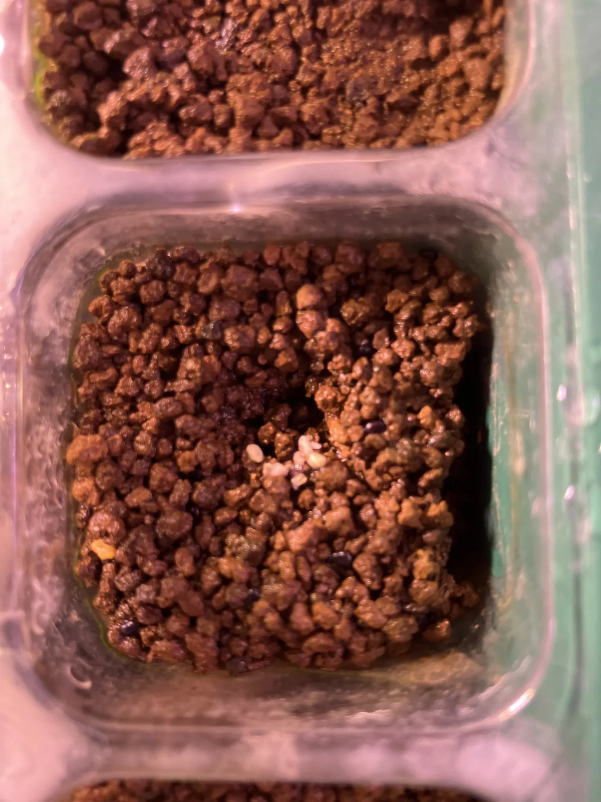 Cephalocereus columna-trajani (セファロケレウス 真皇)