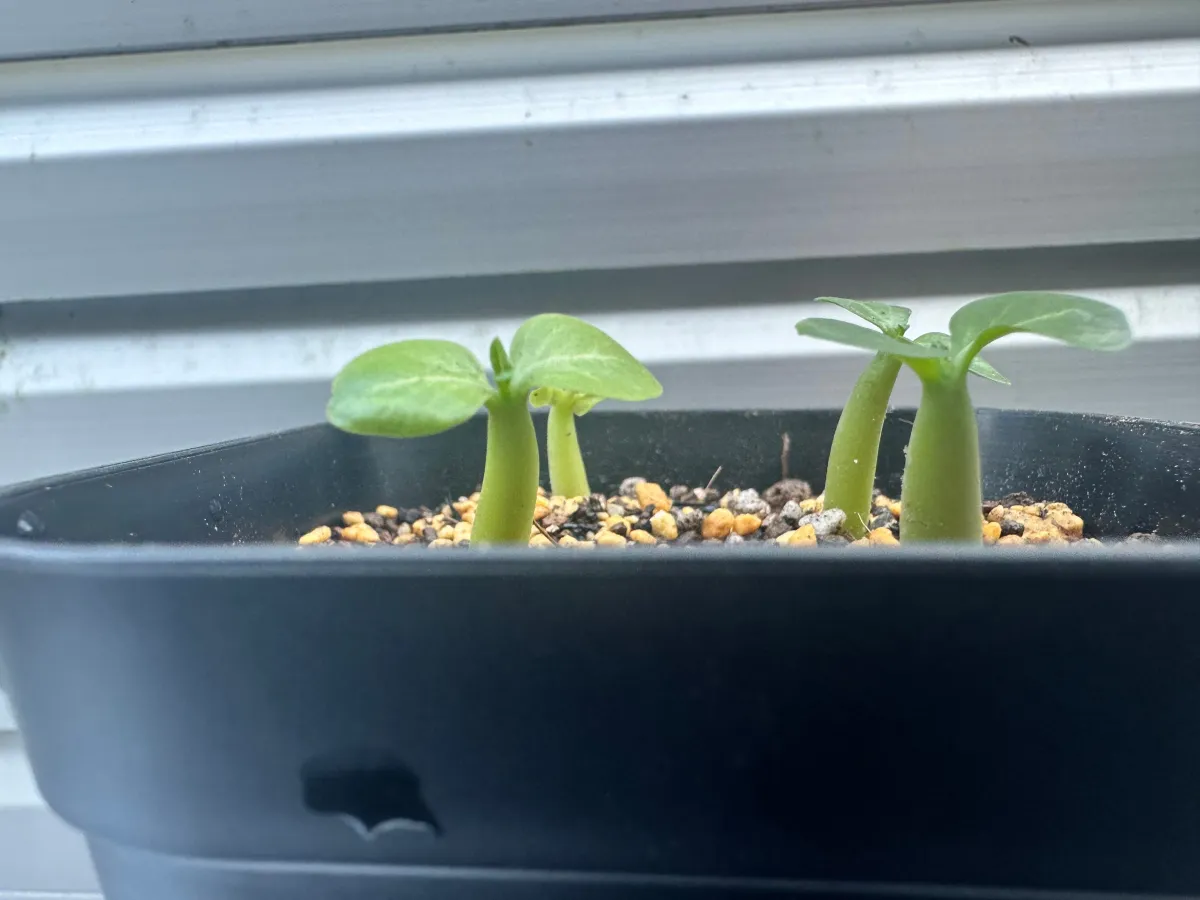 Adenium DHA SILA (アデニウム DHA SILA Adenium DHA SILA)