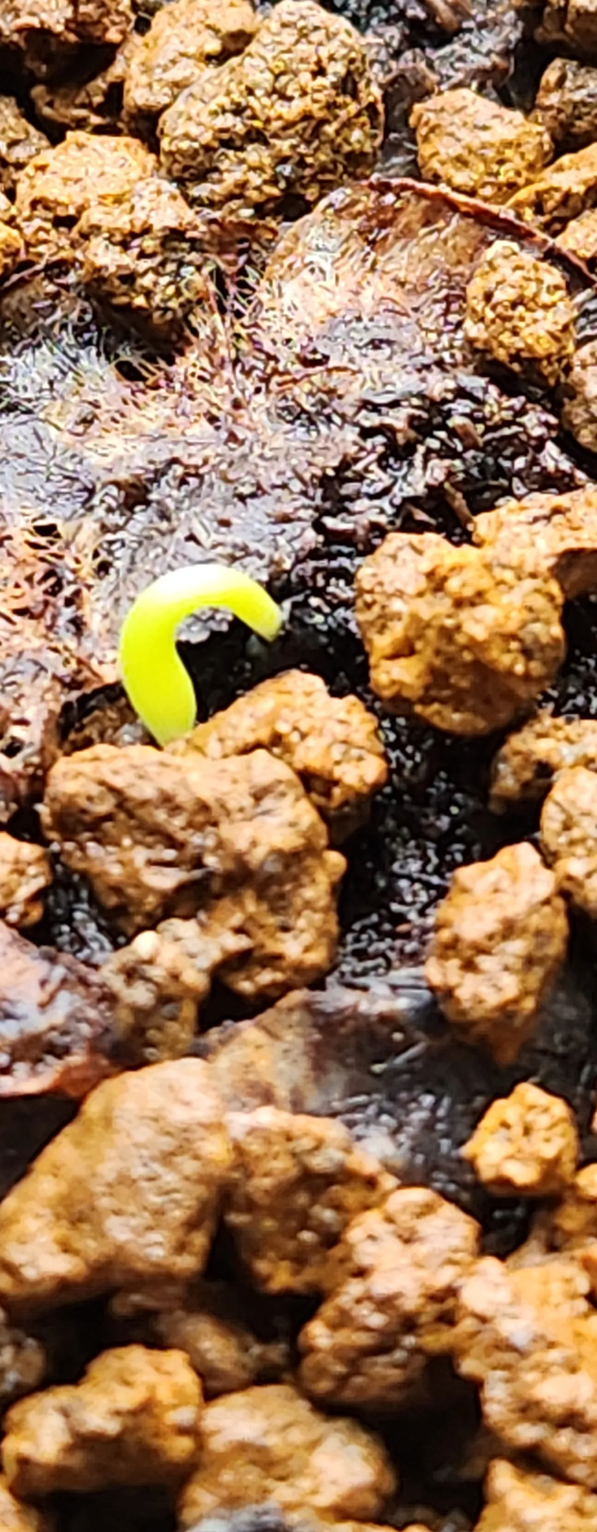 Agave titanota 'Blue' (アガベ チタノタブルー)