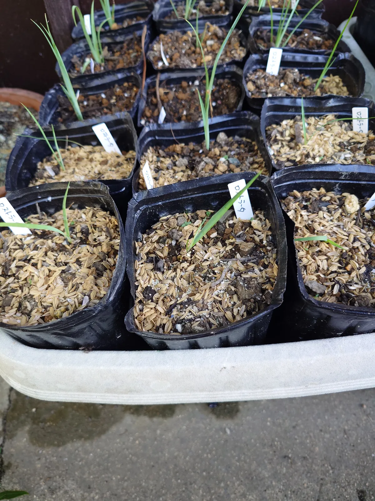 Yucca rostrata (ユッカ ロストラータ)