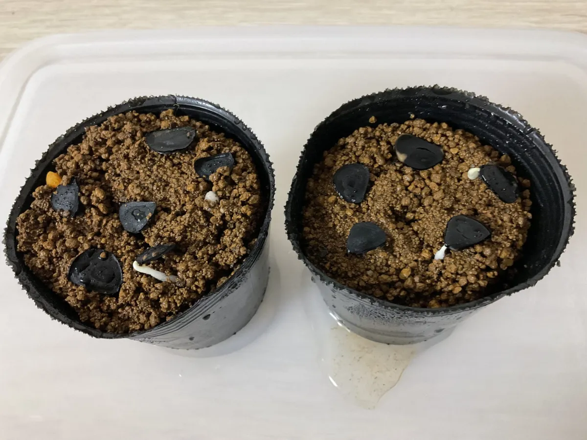 Yucca elata (ユッカ エラータ)