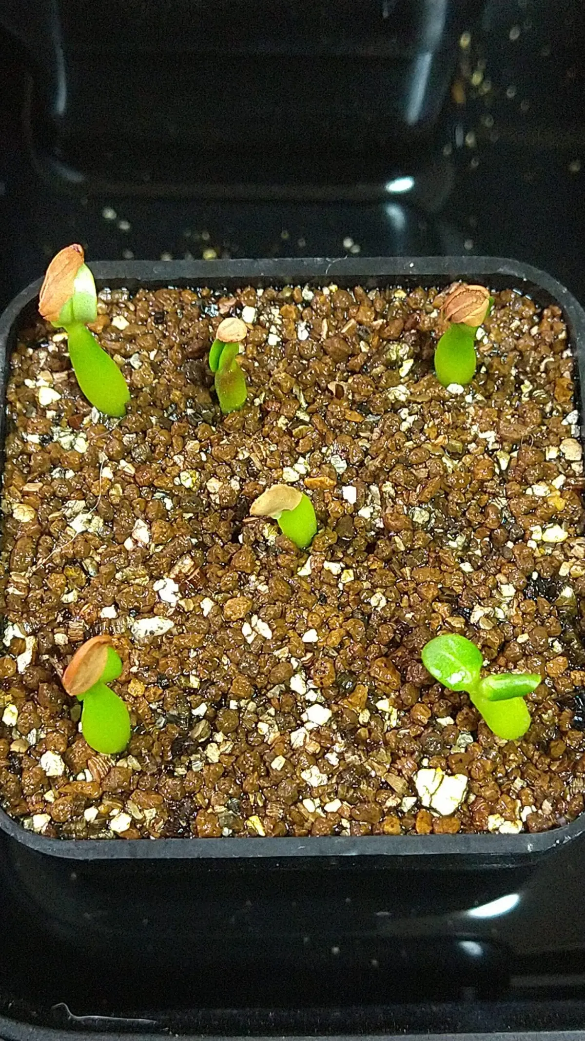 Pachypodium horombense (パキポディウム ホロンベンセ)