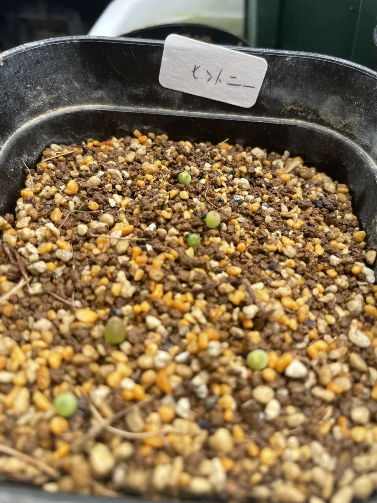 Aztekium hintonii (アズテキウム ヒントニー)