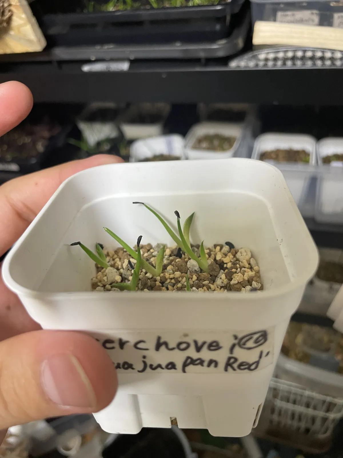 Agave kerchovei 'Huajuapan Red' (アガベ ワフアパンレッド)