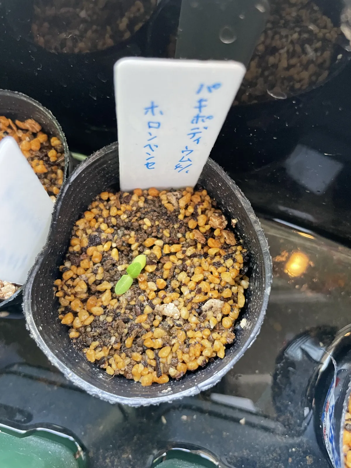 Pachypodium horombense (パキポディウム ホロンベンセ)