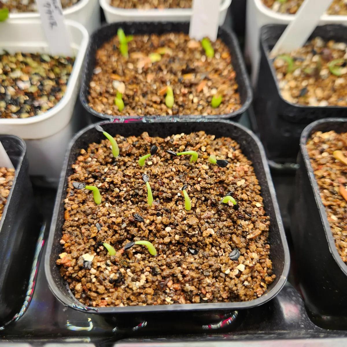 Agave horrida 'Chocolate Thorn' (アガベ ホリダ チョコレートソーン)