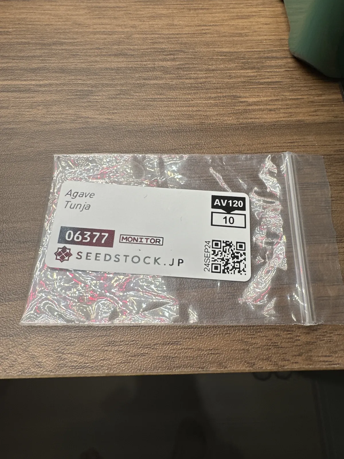 Agave sp. Tunja (アガベ トゥンハ)