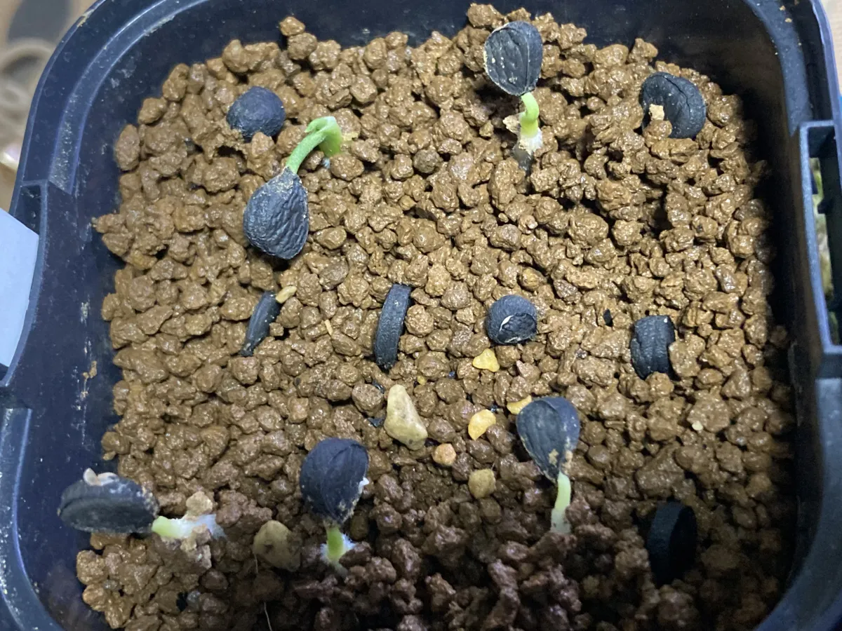 Yucca treculeana (ユッカ トレクレアーナ)