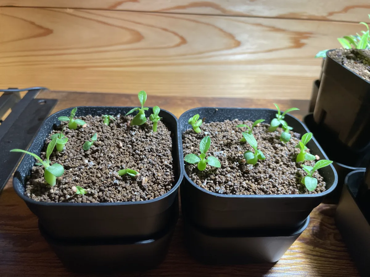 Pachypodium enigmaticum (パキポディウム エニグマチカム)