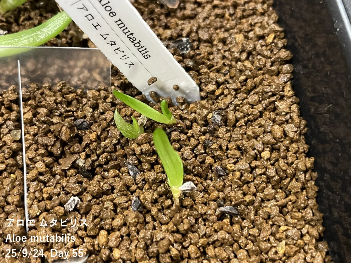 Aloe mutabilis (アロエ ミュータビリス)
