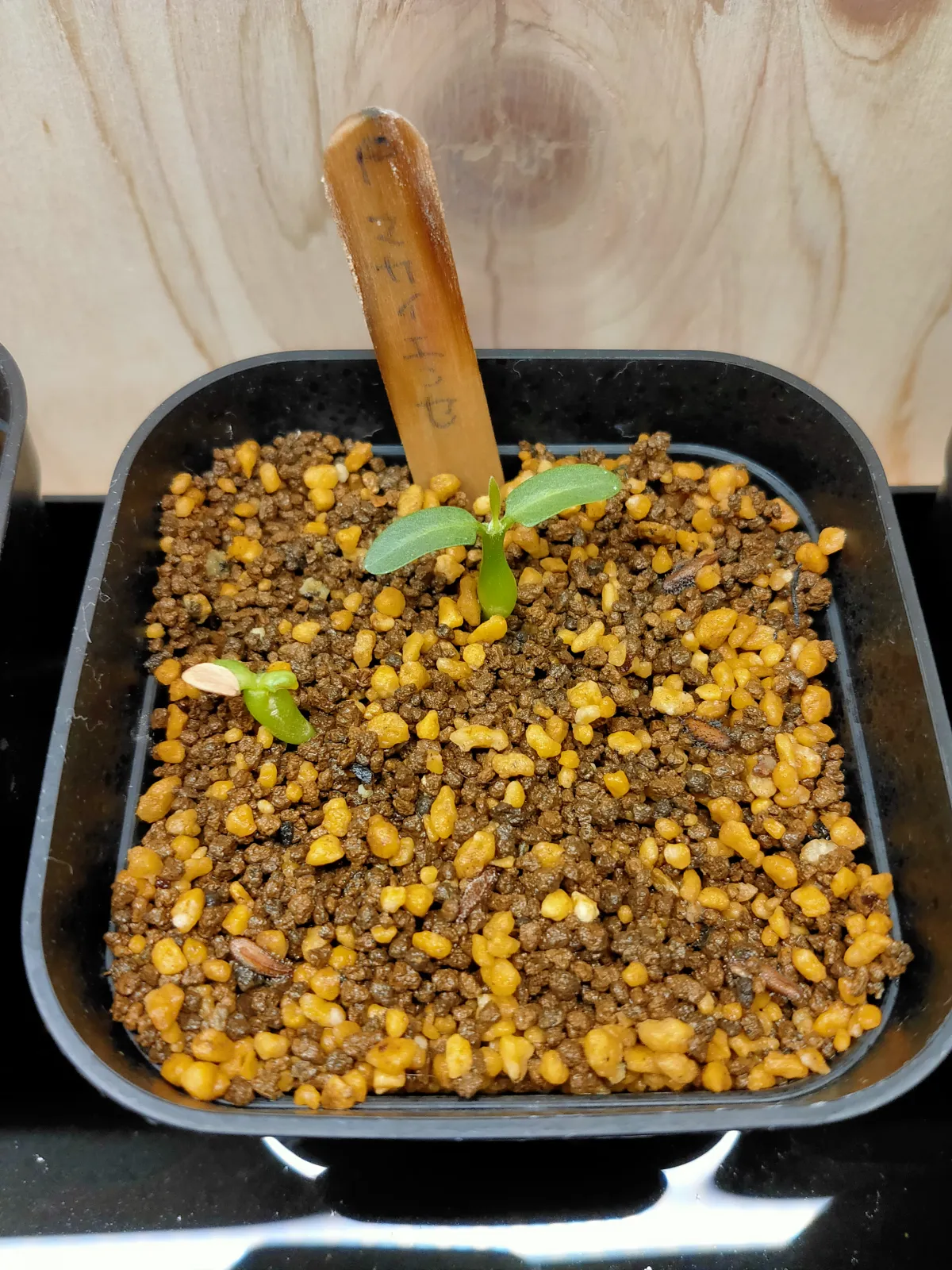 Pachypodium rosulatum subsp. makayense (パキポディウム マカイエンセ)